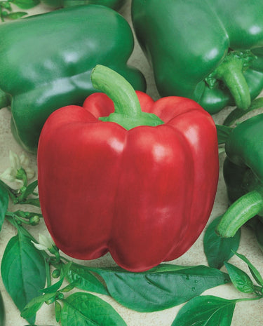 Yolo Wonder Pepper Seeds